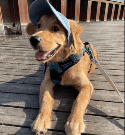 🐕Качулка за слънцезащита на открито за кучета