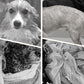 🐶Меко, абсорбиращо и бързосъхнещо халатче за кучета
